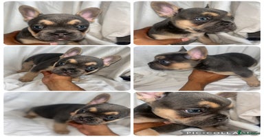 French Bulldog dogs - Advert 12