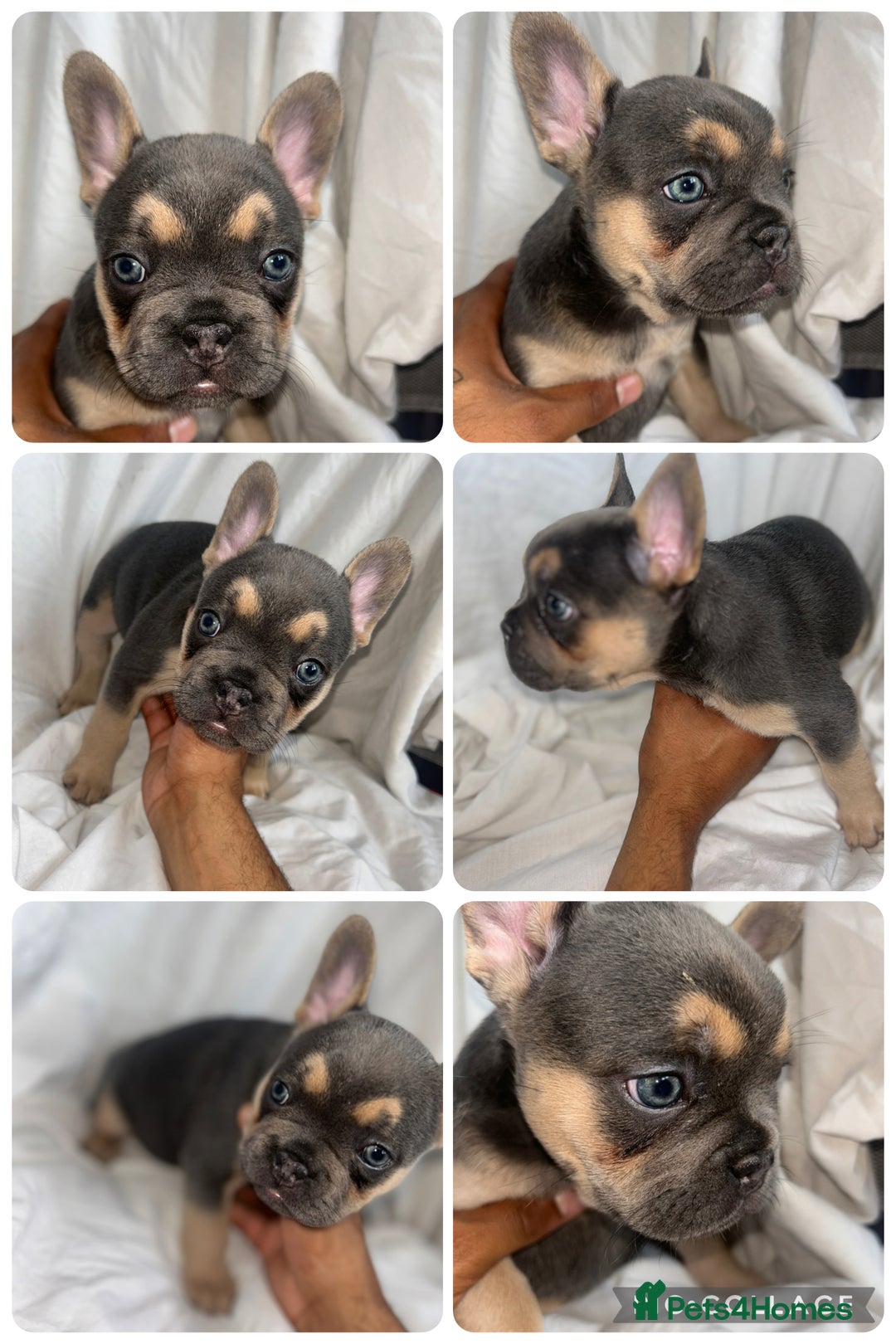 French Bulldog dogs for sale: French bulldog puppies fluffy carriers  - Image 12