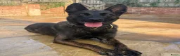 Belgian Shepherd Dog dogs for sale: Working dutch herder for sale - Advert 1
