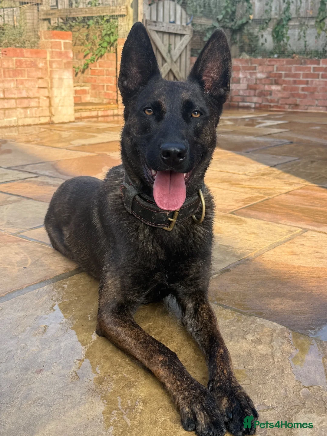 Belgian Shepherd Dog dogs for sale: Working dutch herder for sale - Advert 1