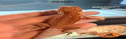 Bearded Dragon reptiles for sale: G stripe Baby Bearded Dragons available - Advert 4