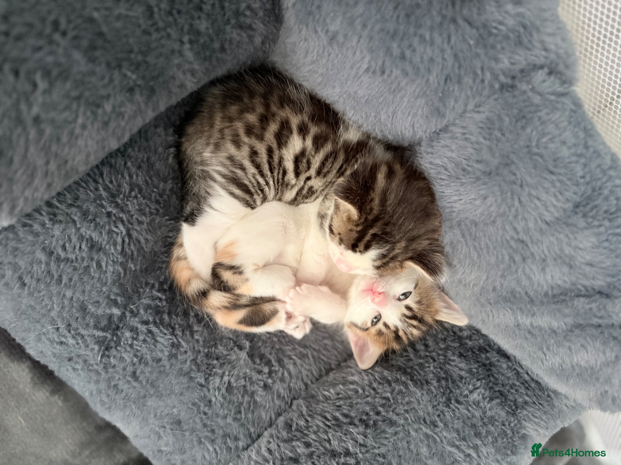 Maine Coon cats Lovely Maine coon cross bengal   - Advert 1