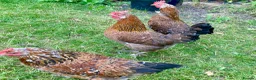 Chickens poultry for sale: 4 x Rare Breed Swedish Flower Hens  - Advert 2