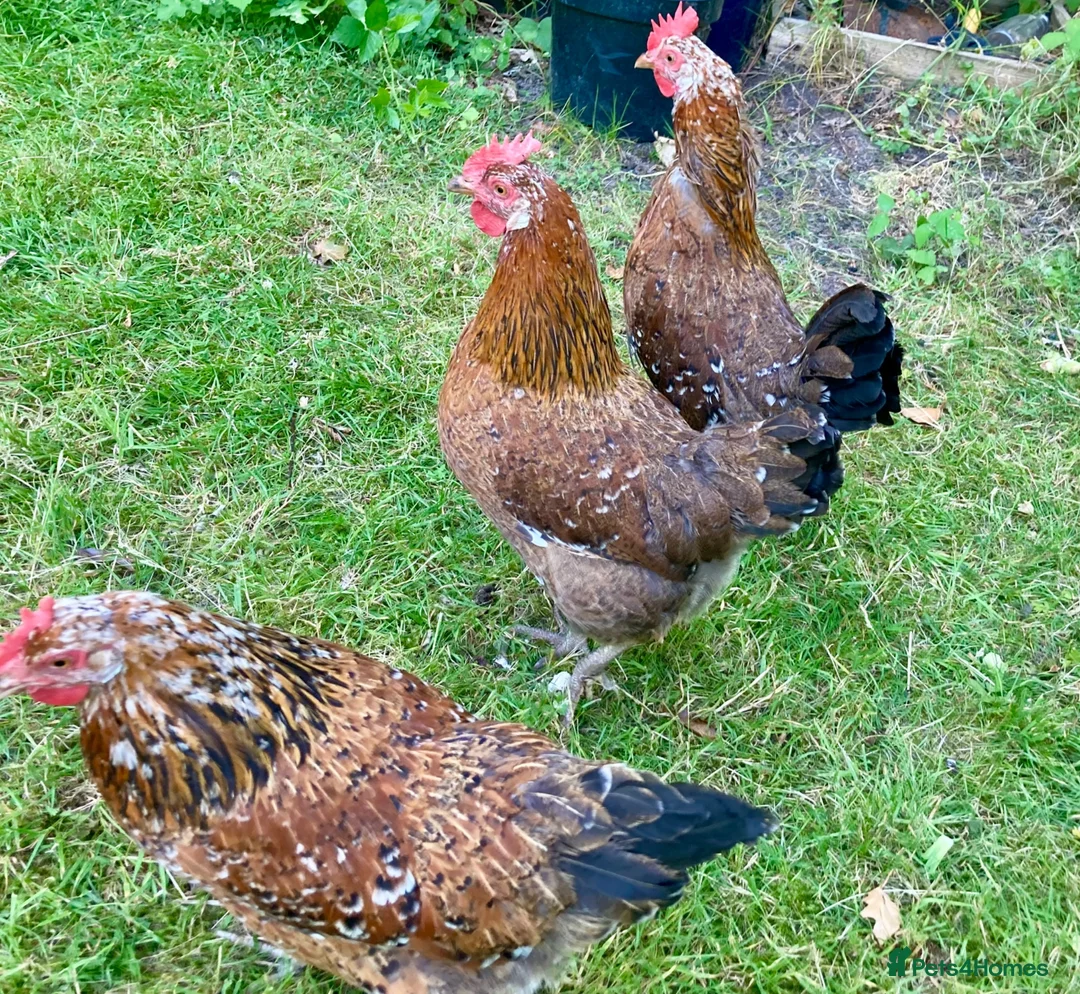 Chickens poultry for sale: 4 x Rare Breed Swedish Flower Hens  - Advert 2