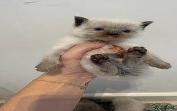 Ragdoll cats for sale: READY TO RESERVE - pedigree Ragdoll Kittens - Image 4