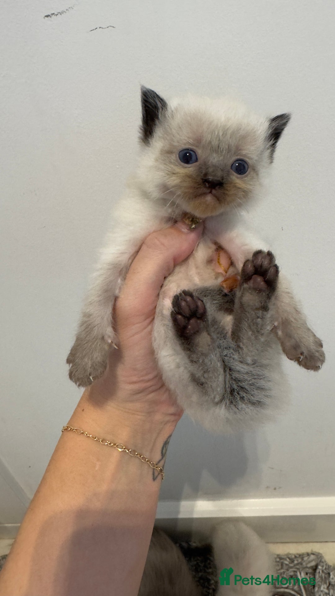Ragdoll cats for sale: READY TO RESERVE - pedigree Ragdoll Kittens - Image 4