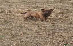Mixed Breed dogs for sale: Chocolate frenchie X Chow carrying pink  - Image 30