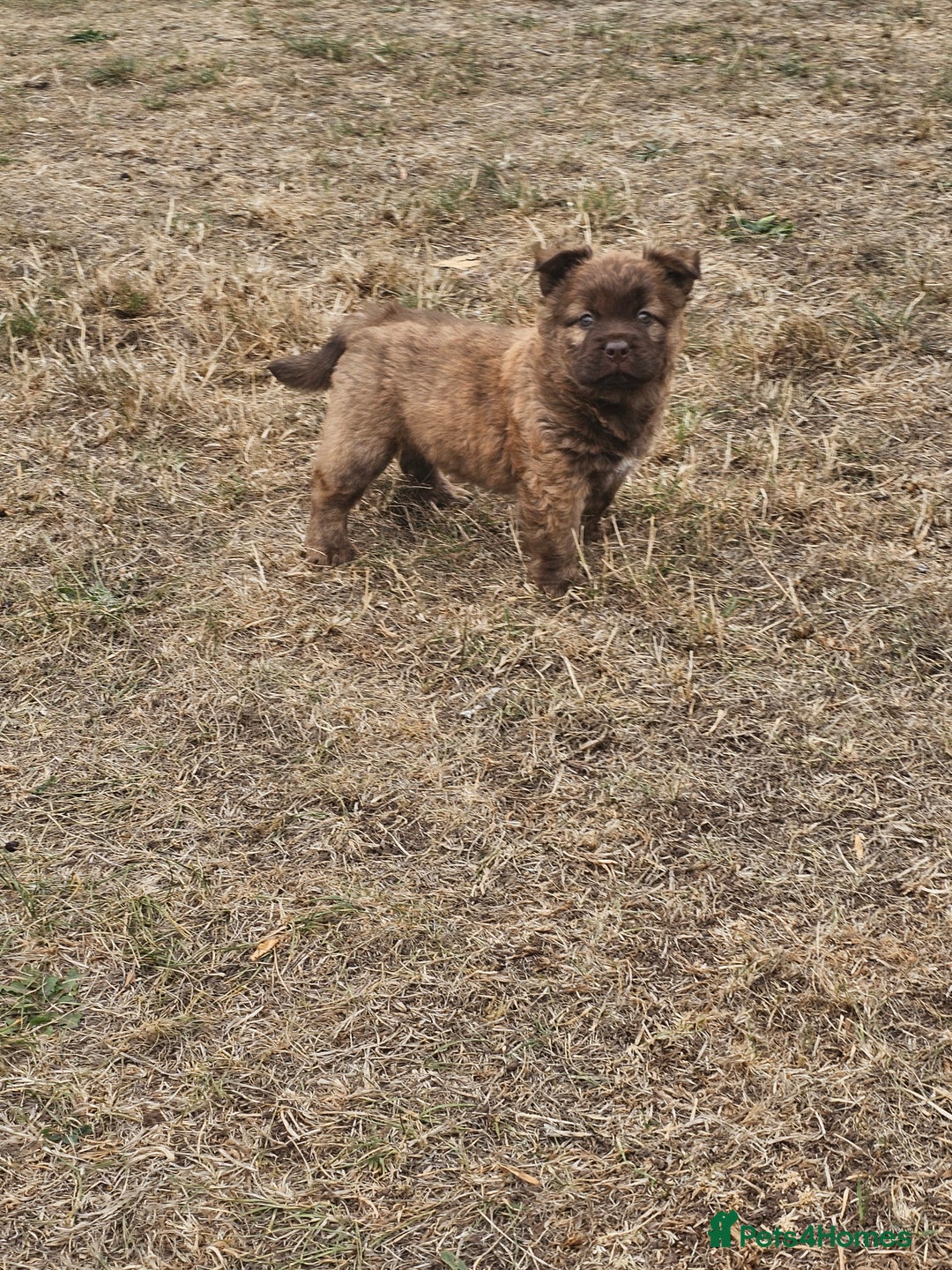 Mixed Breed dogs for sale: Chocolate frenchie X Chow carrying pink  - Image 30