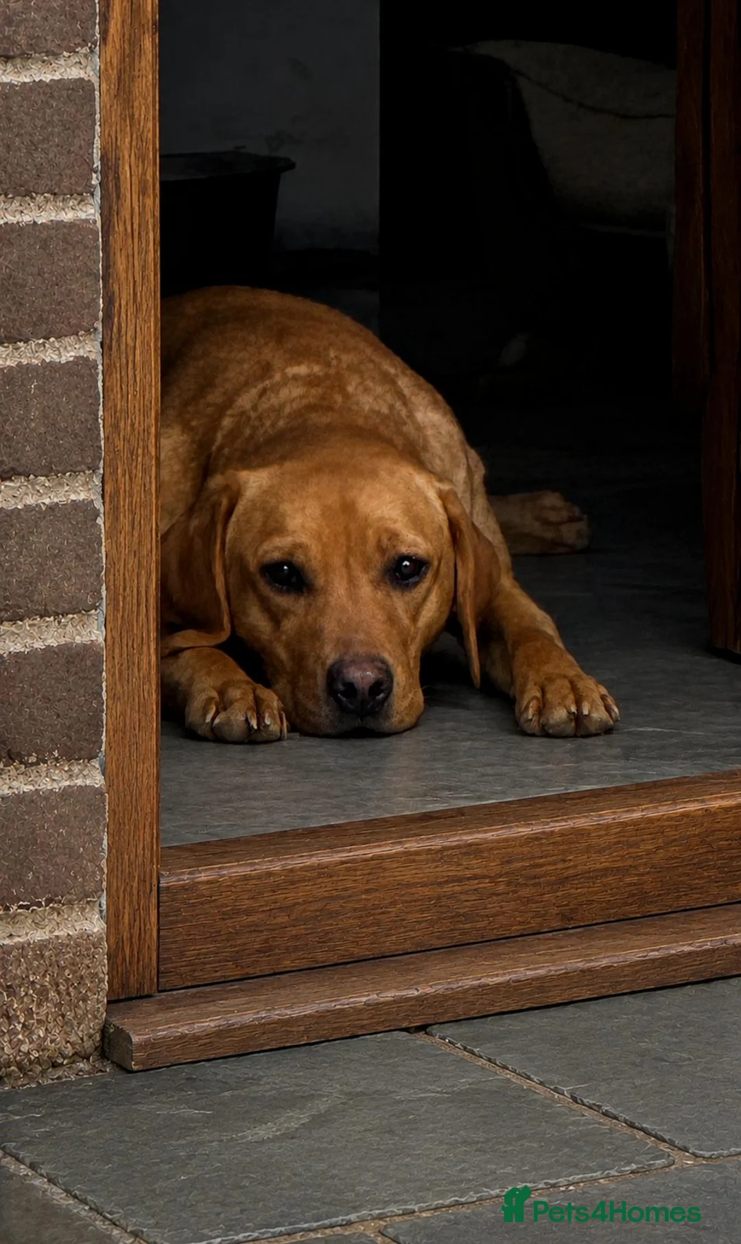 Labrador Retriever dogs for sale: Exquisite Fox Red KC Labrador Puppies  - Advert 1