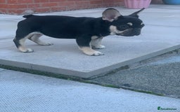 French Bulldog dogs for sale: 2 beautiful french bulldog puppies available  in Oldbury - Image 11