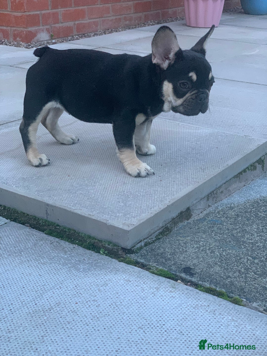 French Bulldog dogs for sale: 2 beautiful french bulldog puppies available  in Oldbury - Image 11
