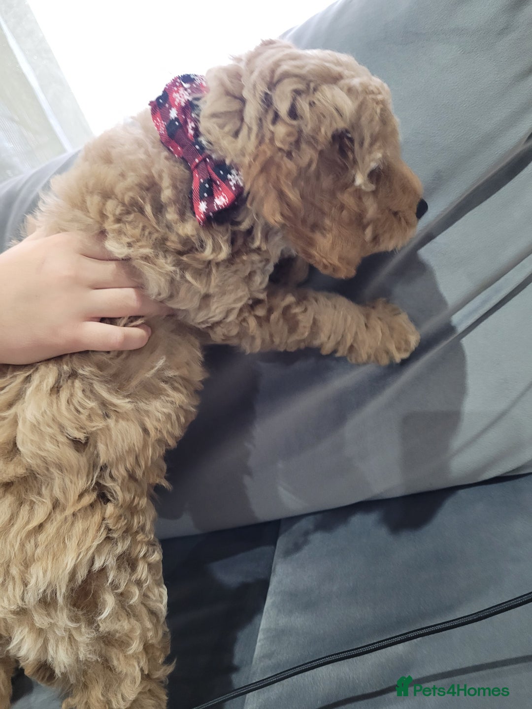 Cockapoo dogs for sale: Sold ! Sweet boy cockapoo - Advert 17