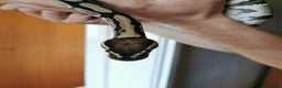 Python Snake reptiles for sale: Ball Python male - Advert 2
