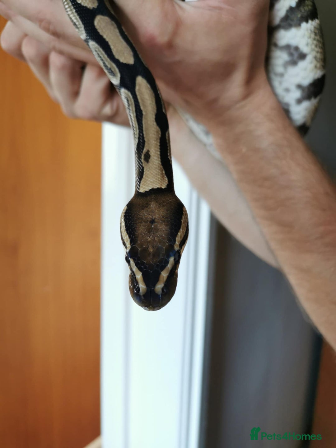 Python Snake reptiles for sale: Ball Python male - Advert 2