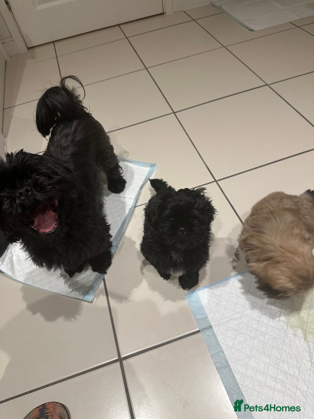 Shih Tzu dogs for sale: Shih Tzu puppies - Advert 6