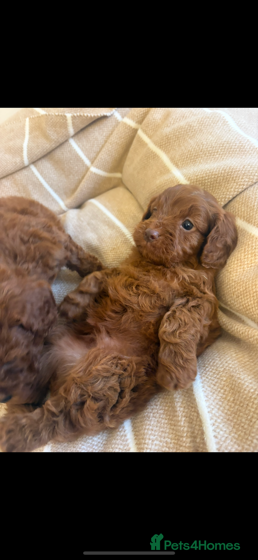 Cavapoo dogs for sale: LICENSED BREEDER QUALITY HEALTH TESTED CAVAPOOS - Advert 13