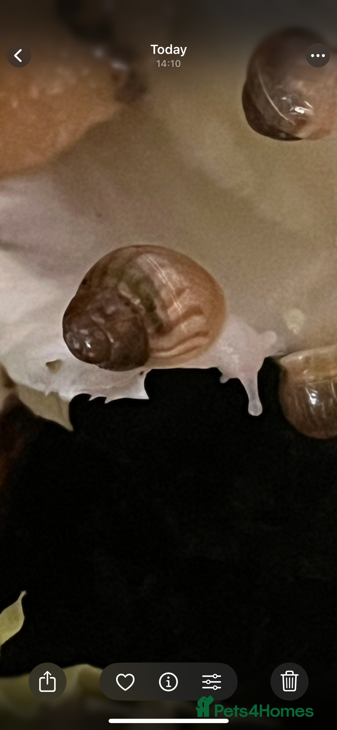 Snails invertebrates for sale: Baby giant African land snails  - Image 2