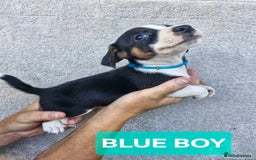 Jack Russell dogs for sale: Jack russell puppy's  - Image 4