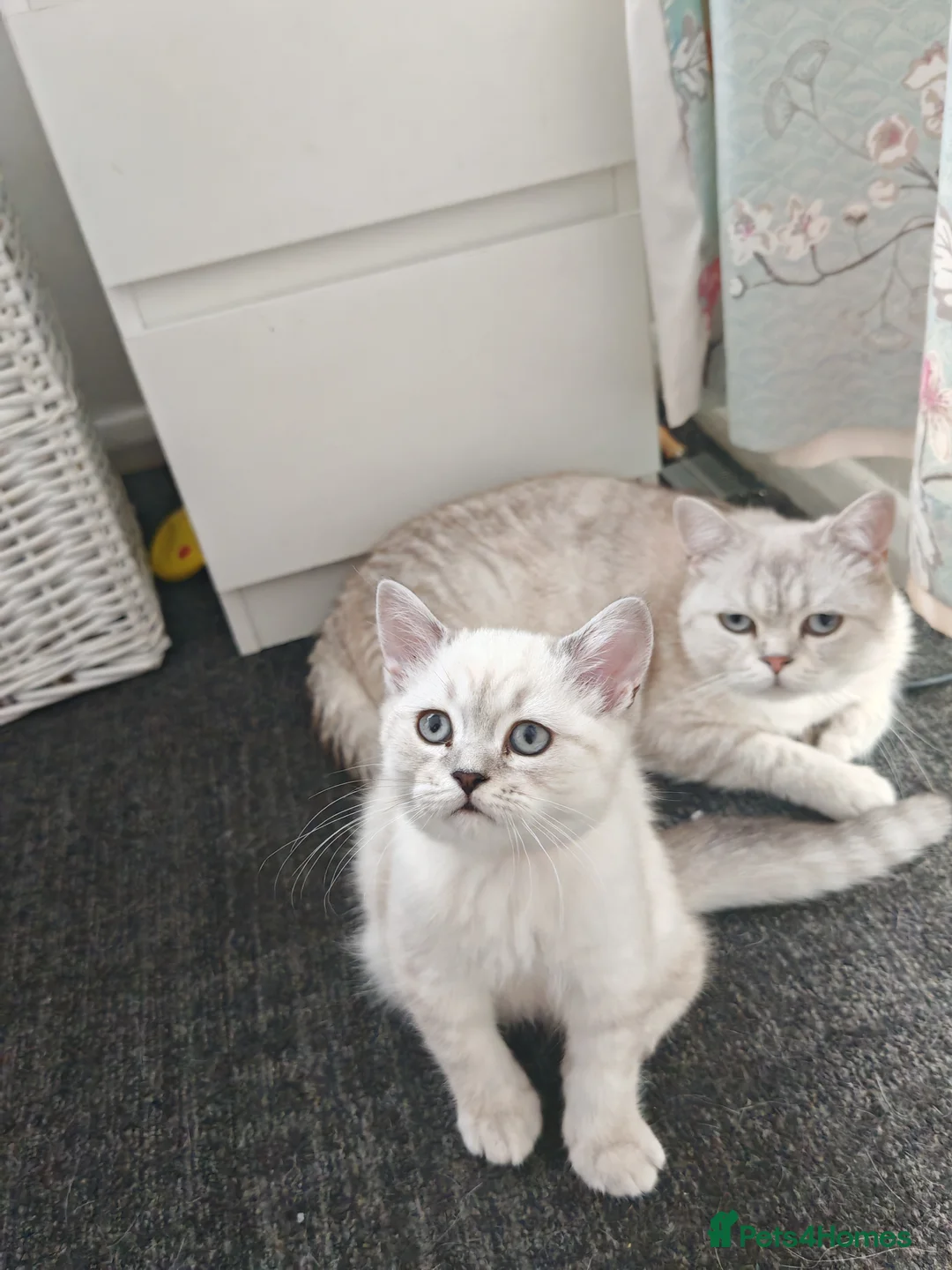 British Shorthair cats for sale: Beautiful BSH Kitten in London - Advert 2