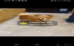 Mixed Breed dogs for sale: Beautiful  - Image 12