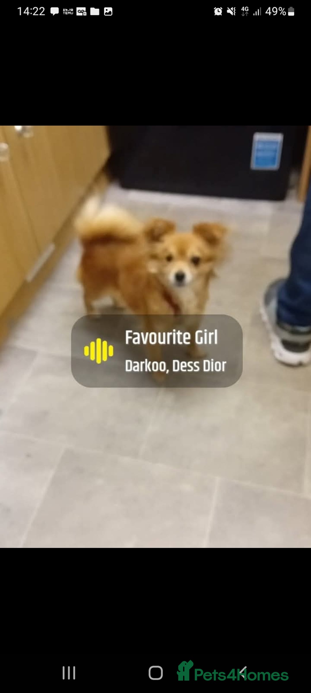 Mixed Breed dogs for sale: Beautiful  - Image 12