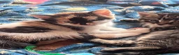 Mixed Breed cats for sale: Kitten for sale  - Advert 3