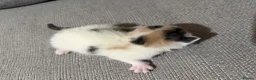 Mixed Breed cats for sale: Gorgeous kittens - Advert 6