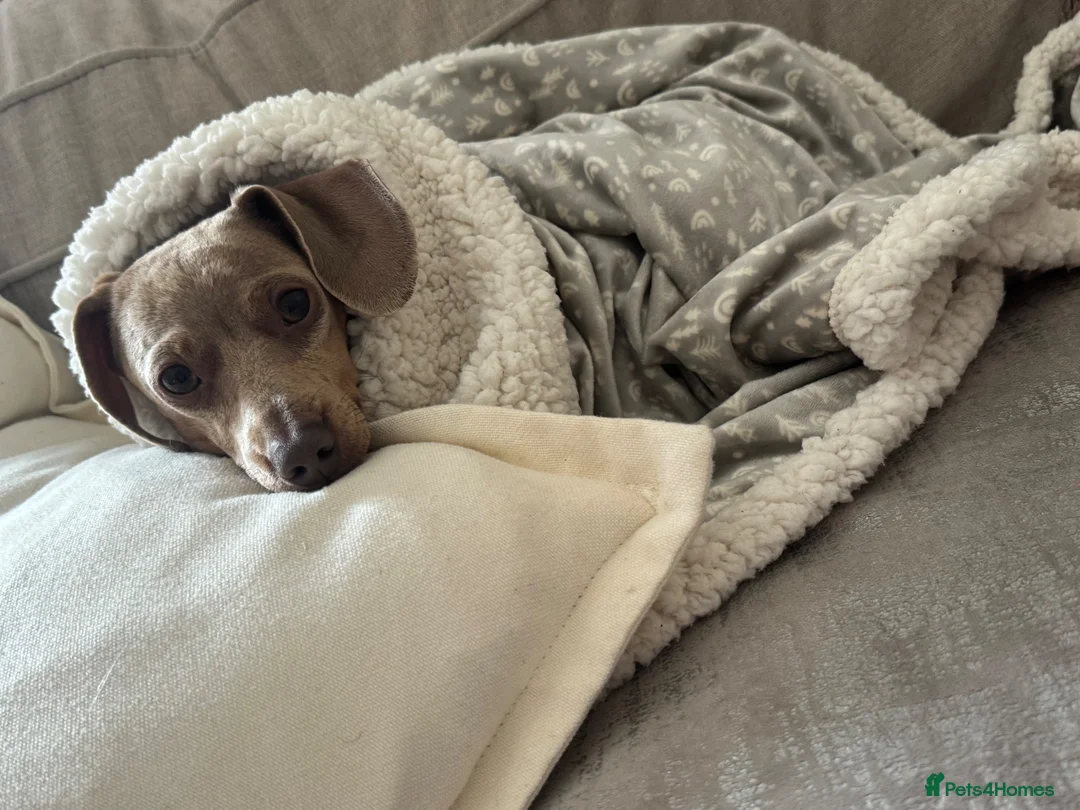 Miniature Dachshund dogs for sale:  Miniature dachshund  - Advert 2