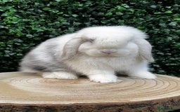 Mini Lop rabbits for sale: 🌟 mini lop babies 🌟 - Image 25