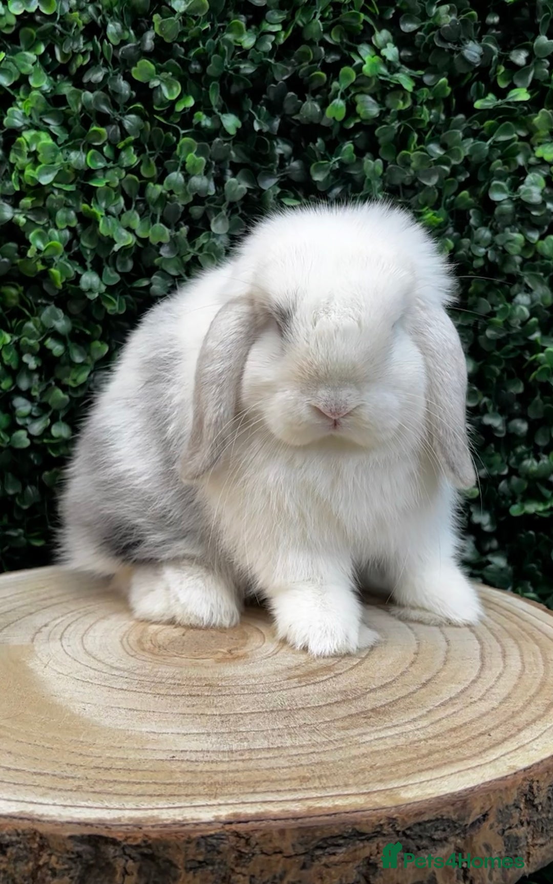 Mini Lop rabbits for sale: 🌟 mini lop babies 🌟 - Image 25