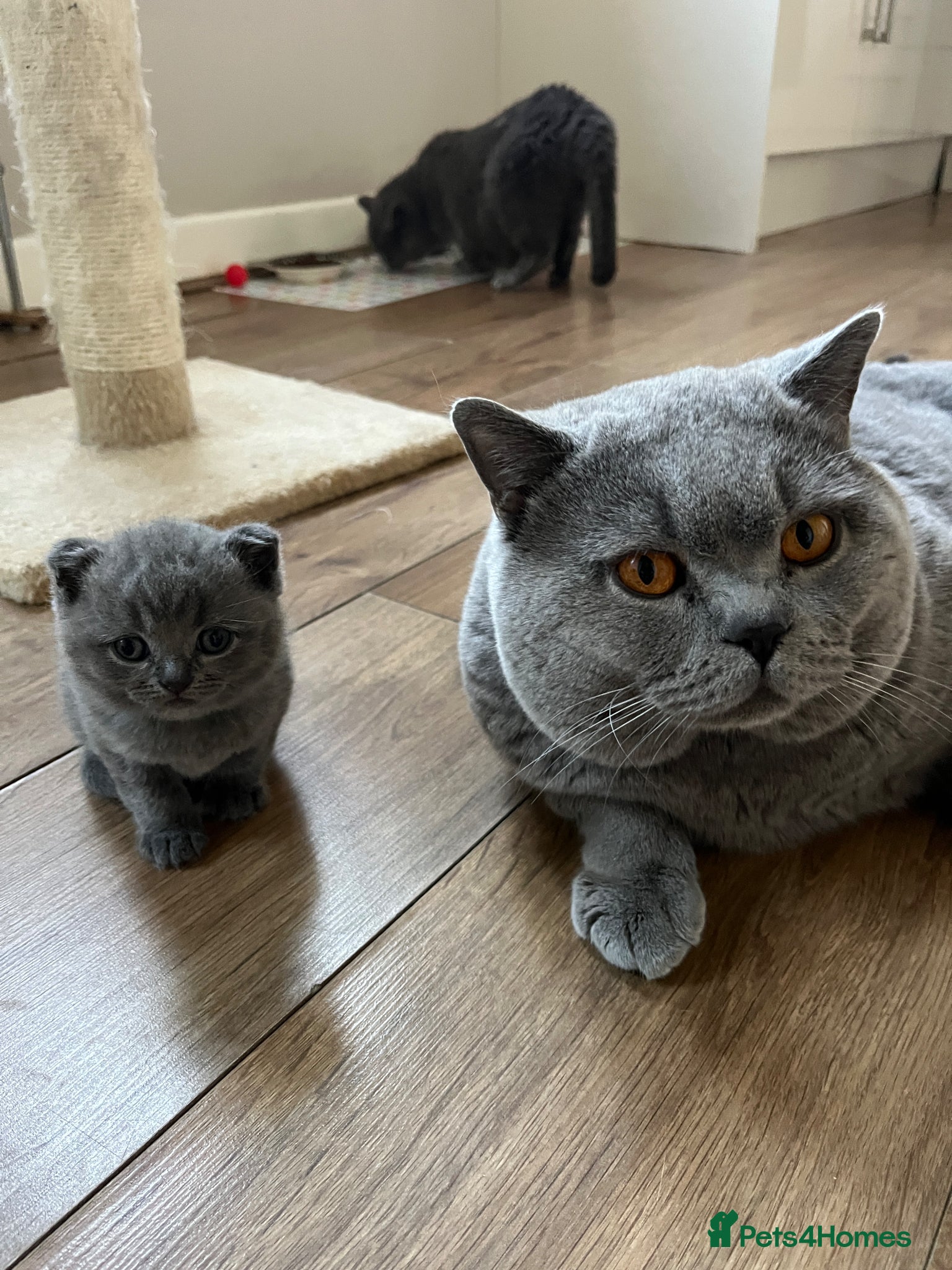 British Shorthair cats Blue British short hair boy kitten GCCF registered - Advert 1