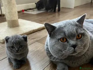 British Shorthair cats Blue British short hair boy kitten GCCF registered - Advert 17