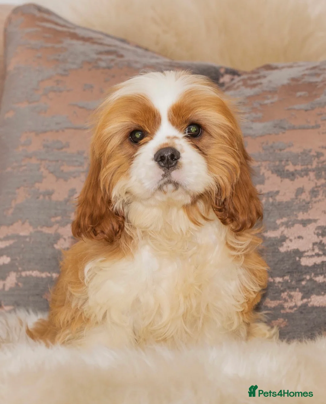 Cavalier King Charles Spaniel dogs for stud: DONNA JAYS PROFESSIONAL STUD SERVICES in Stafford - Advert 2