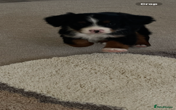 Cavapoo dogs for sale: Tri cavapoo puppy ready now  - Image 10