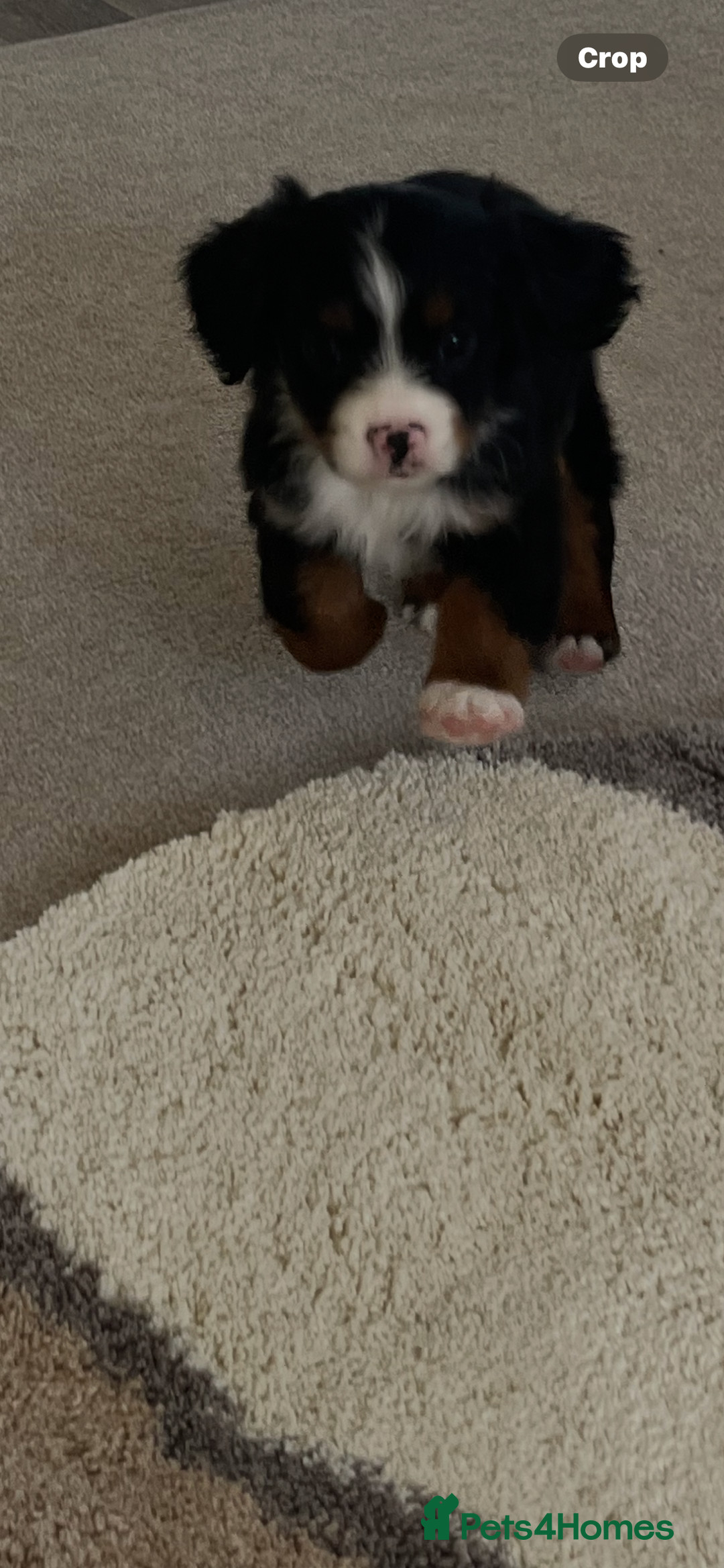 Cavapoo dogs for sale: Tri cavapoo puppy ready now  - Image 10