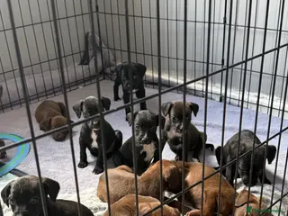 Mixed Breed dogs Patterdale x Lurcher puppies - Advert 3