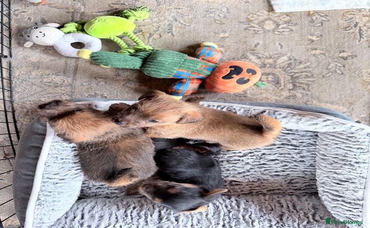 Norfolk Terrier dogs - Advert 1