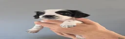 English Springer Spaniel dogs for sale: Health Tested Parents- KC Registered ESS - Advert 12