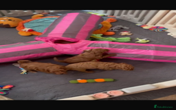 Cavapoo dogs for sale: Merlesque 5⭐️⭐️⭐️⭐️⭐️F1b Cavapoo’s  - Image 6
