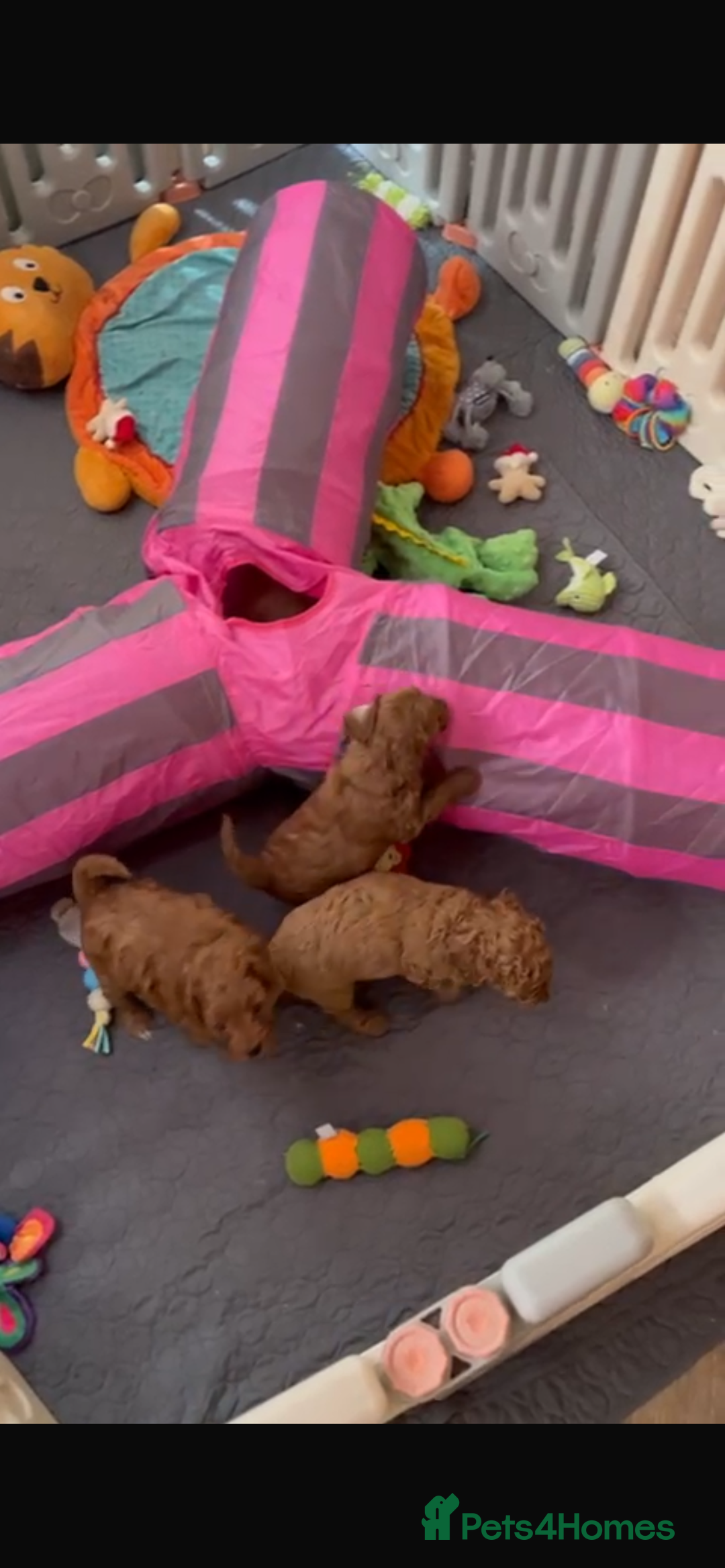 Cavapoo dogs for sale: Merlesque 5⭐️⭐️⭐️⭐️⭐️F1b Cavapoo’s  - Image 6