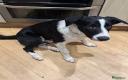 Border Collie dogs for sale: 2 border collies for sale - Image 2