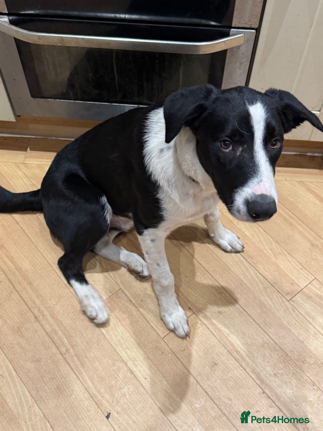 Border Collie dogs for sale: 2 border collies for sale - Image 2