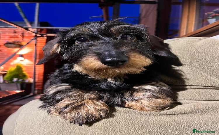 Miniature Dachshund dogs - Advert 1