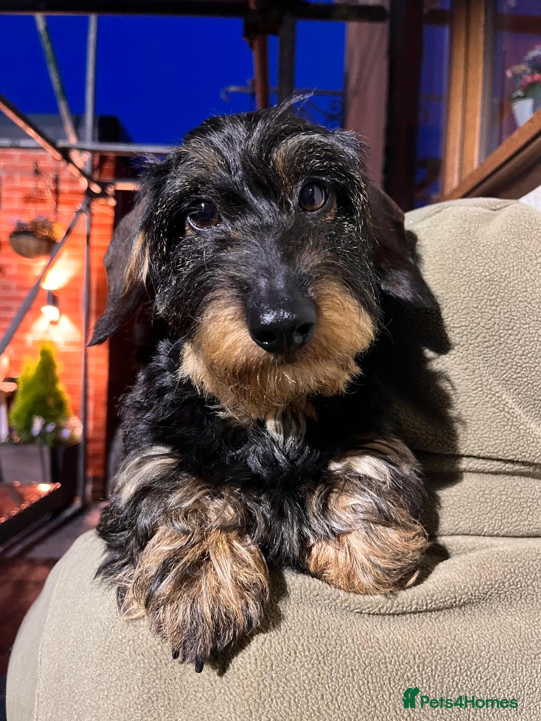 Miniature Dachshund dogs for sale: Pebbles Wirehair Miniature Dachshund  - Image 1