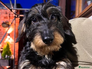 Miniature Dachshund dogs - Advert 2