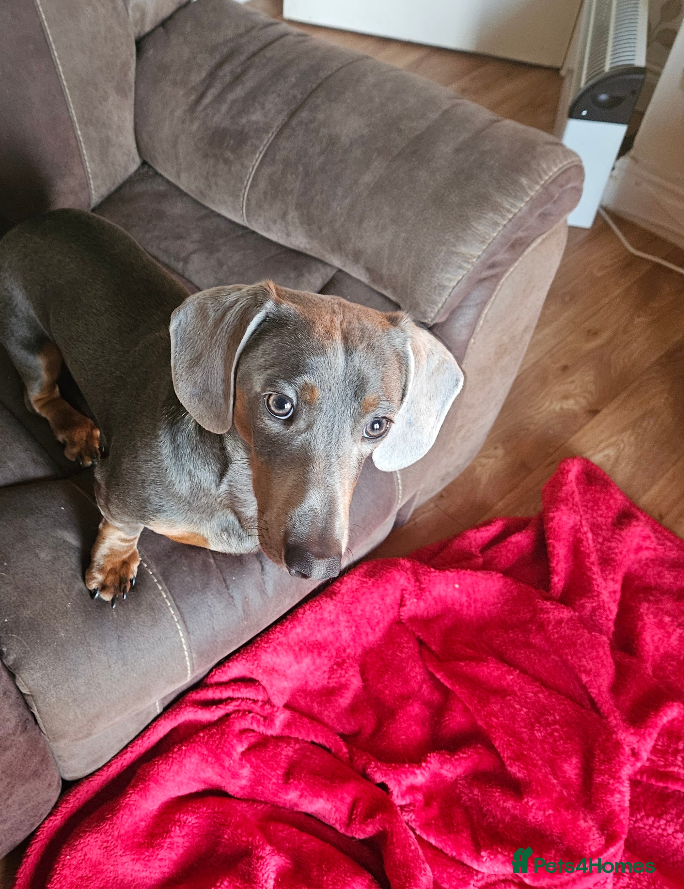 Dachshund dogs Dachshund eleven months old male - Advert 3