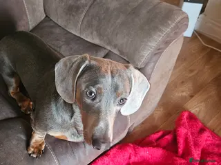 Dachshund dogs Dachshund eleven months old male - Advert 5