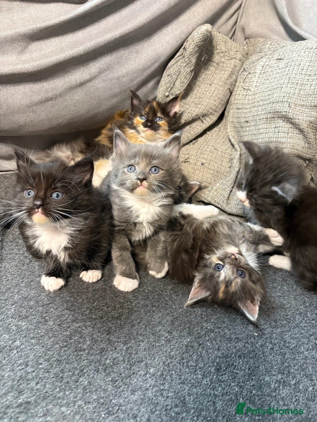 Maine Coon cats for sale: Maine coon - Advert 10