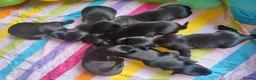 Skye Terrier dogs for sale: Skye Terrier - Advert 5