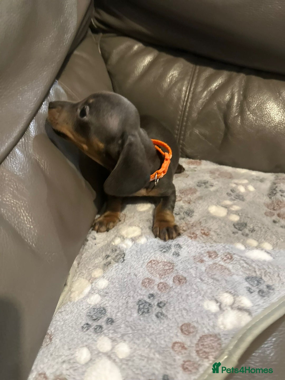 Miniature Dachshund dogs for sale: Beautiful Smooth Haired Dachshund Puppies - Advert 9